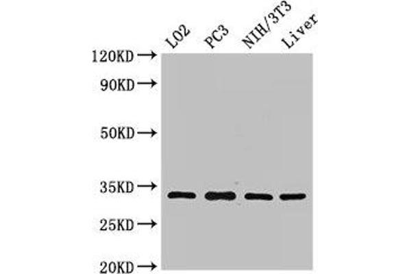 SIX Homeobox 1 抗体  (AA 144-262)