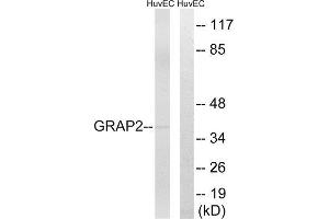 Western Blotting (WB) image for anti-GRB2-Related Adaptor Protein 2 (GRAP2) (Internal Region) antibody (ABIN1851379) (GRAP2 抗体  (Internal Region))