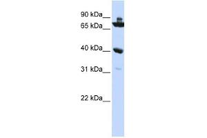 C7ORF31 antibody used at 1 ug/ml to detect target protein. (C7orf31 抗体  (N-Term))