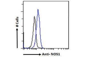 Flow Cytometry (FACS) image for anti-Nitric Oxide Synthase 1, Neuronal (NOS1) (C-Term) antibody (ABIN184662)