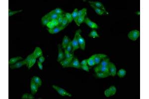 Immunofluorescence staining of HepG2 cells with ABIN7147063 at 1:100, counter-stained with DAPI. (PTRF 抗体  (AA 12-44))