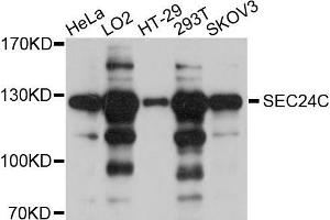 Western blot analysis of extracts of various cell lines, using SEC24C antibody (ABIN5998766) at 1/1000 dilution. (SEC24C 抗体)