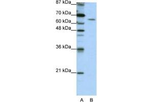 Western Blotting (WB) image for anti-Staufen Double-Stranded RNA Binding Protein 1 (STAU1) antibody (ABIN2462172) (STAU1/Staufen 抗体)