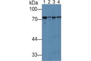 Rabbit Detection antibody from the kit in WB with Positive Control:  Sample Lane1: Rat Liver Tissue; Lane2: Rat Lung Tissue; Lane3: Rat Placenta Tissue; Lane4: Rat Serum. (Hemopexin ELISA 试剂盒)