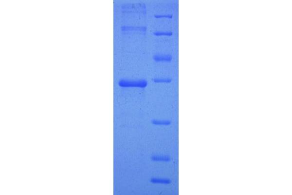 UQCR11 Protein (AA 1-56, full length) (GST tag)