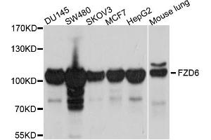 Western blot analysis of extracts of various cell lines, using FZD6 antibody (ABIN5997760) at 1/1000 dilution. (FZD6 抗体)