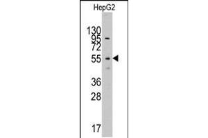Western blot analysis of anti-LAP3Pab in HepG2 cell line lysates (35ug/lane) (LAP3 抗体  (N-Term))
