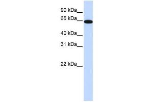 Western Blotting (WB) image for anti-Nuclear Receptor Subfamily 2, Group C, Member 2 (NR2C2) antibody (ABIN2458308) (TR4 抗体)
