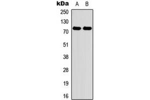 Western blot analysis of Myeloperoxidase expression in HEK293T (A), Raw264. (Myeloperoxidase 抗体  (N-Term))