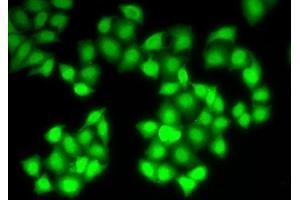 Immunofluorescence (IF) image for anti-Deoxyribonuclease I (DNASE1) (AA 22-282) antibody (ABIN6219627) (DNASE1 抗体  (AA 22-282))
