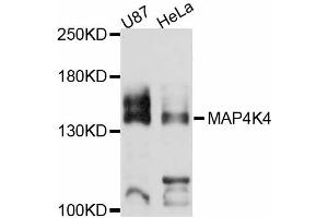 Western blot analysis of extracts of various cell lines, using MAP4K4 antibody (ABIN5998178) at 1:3000 dilution. (MAP4K4 抗体)