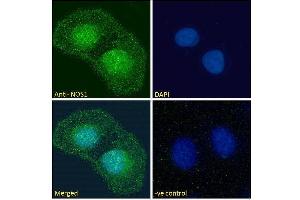 Immunofluorescence (IF) image for anti-Nitric Oxide Synthase 1, Neuronal (NOS1) (C-Term) antibody (ABIN184662)