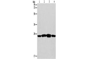Western Blotting (WB) image for anti-Caspase 14, Apoptosis-Related Cysteine Peptidase (CASP14) antibody (ABIN2421004) (CASP14 抗体)