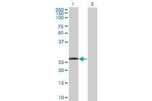 Lane 1: GRPEL1 transfected lysate ( 23. (GRPEL1 293T Cell Transient Overexpression Lysate(Denatured))