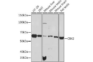 Western blot analysis of extracts of various cell lines, using CBX2 Rabbit mAb (ABIN1679821, ABIN3017652, ABIN3017653 and ABIN7101515) at 1:1000 dilution. (CBX2 抗体)