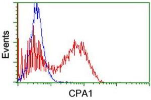 Image no. 2 for anti-Carboxypeptidase A1 (Pancreatic) (CPA1) antibody (ABIN1497593) (CPA1 抗体)