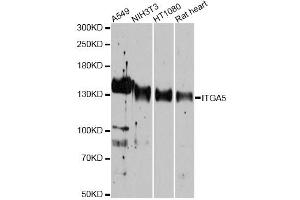 Western blot analysis of extracts of various cell lines, using ITGA5 antibody (ABIN5975405) at 1/1000 dilution. (ITGA5 抗体)