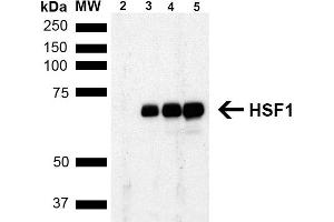 Western Blot analysis of Human Breast adenocarcinoma cell line (MCF7) showing detection of ~65 kDa HSF1 protein using Rat Anti-HSF1 Monoclonal Antibody, Clone 4B4 (ABIN1741569). (HSF1 抗体  (AA 425-439) (FITC))