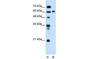 KIAA1754L antibody used at 0. (ITPRIPL1 抗体  (C-Term))