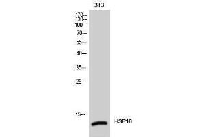 Western Blotting (WB) image for anti-Heat Shock 10kDa Protein 1 (Chaperonin 10) (HSPE1) (Internal Region) antibody (ABIN3175563) (HSPE1 抗体  (Internal Region))