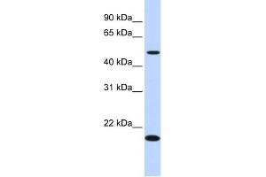 WB Suggested Anti-C5orf55 Antibody Titration: 0. (EXOC3-AS1/C5orf55 抗体  (N-Term))