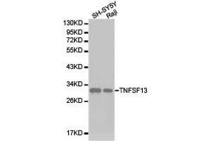 Western Blotting (WB) image for anti-Tumor Necrosis Factor (Ligand) Superfamily, Member 13 (TNFSF13) antibody (ABIN1875143) (TNFSF13 抗体)