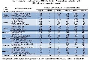 anti H5N1 antibody-Virus Neutralization Shown are titers of  anti H5N1 antibodies against a variety of H5N1 influenza viruses . (Hemagglutinin 抗体)