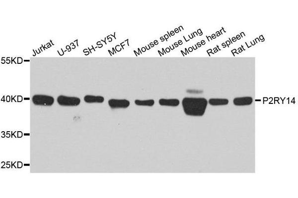 P2RY14 抗体  (AA 209-338)