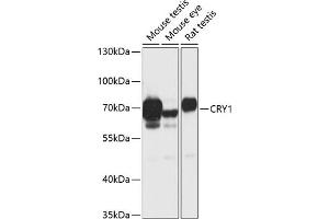 Western blot analysis of extracts of various cell lines, using CRY1 antibody (ABIN6130203, ABIN6139061, ABIN6139064 and ABIN6217742) at 1:1000 dilution. (CRY1 抗体  (AA 1-255))