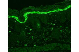 Immunohistochemistry analysis using Mouse Anti-Phosphotyrosine Monoclonal Antibody, Clone G104 . (Phosphotyrosine 抗体  (Atto 390))