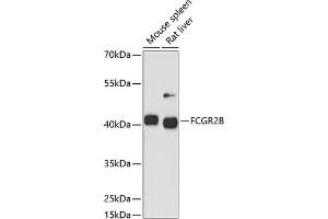 Western blot analysis of extracts of various cell lines, using FCGR2B antibody (ABIN6131548, ABIN6140541, ABIN6140543 and ABIN6216224) at 1:1000 dilution. (FCGR2B 抗体)