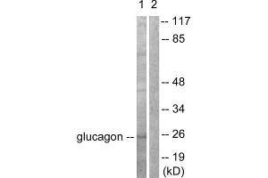Western blot analysis of extracts from COS7 cells, using Glucagon antibody (ABIN5976409). (Glucagon 抗体  (Internal Region))