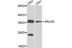 Western blot analysis of extracts of various cell lines, using ERLIN2 antibody (ABIN5974552) at 1/1000 dilution. (ERLIN2 抗体)