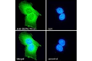 Immunofluorescence (IF) image for anti-CD274 (PD-L1) (C-Term) antibody (ABIN185339)