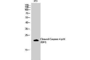 Western Blotting (WB) image for anti-Caspase 4 p20 (cleaved), (Gln81) antibody (ABIN3172749) (Caspase 4 p20 (cleaved), (Gln81) 抗体)