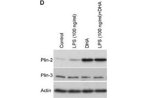 Western Blotting (WB) image for anti-Perilipin 2 (PLIN2) (AA 1-29), (N-Term) antibody (ABIN285650)