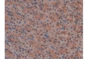 IHC-P analysis of Rat Stomach Tissue, with DAB staining. (OTUB1 抗体  (AA 1-271))