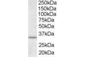 ABIN2563432 staining (2µg/ml) of HepG2 lysate (RIPA buffer, 35µg total protein per lane). (ING2 抗体  (C-Term))