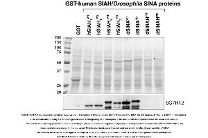 Image no. 1 for anti-E3 Ubiquitin-Protein Ligase SIAH1/2 (AA 280-331), (C-Term) antibody (ABIN363297) (E3 Ubiquitin-Protein Ligase SIAH1/2 (AA 280-331), (C-Term) 抗体)