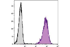 Mouse pre-B cell line 18-81 was stained with Rat Anti-Mouse BP-1-PE. (eIF4EBP1 抗体  (PE))