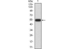 Western Blotting (WB) image for anti-14-3-3 alpha + beta (YWHAB) (AA 1-246) antibody (ABIN5906537) (YWHAB 抗体  (AA 1-246))