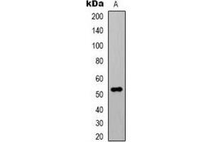 Western blot analysis of Alpha-tubulin (AcK40) expression in HeLa (A) whole cell lysates. (alpha Tubulin 抗体  (acLys40))