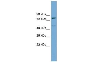 WB Suggested Anti-Trp73 Antibody Titration:  0. (Tumor Protein p73 抗体  (N-Term))