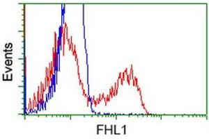 Flow Cytometry (FACS) image for anti-Four and A Half LIM Domains 1 (FHL1) antibody (ABIN1500974) (FHL1 抗体)