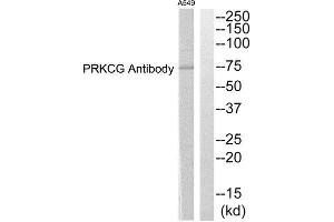 Western Blotting (WB) image for anti-Protein Kinase C, gamma (PRKCG) (Internal Region) antibody (ABIN1852723) (PKC gamma 抗体  (Internal Region))