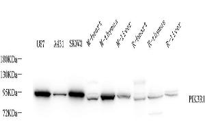 Western Blot analysis of various samples using PI 3 kinase p85 alpha Polyclonal Antibody at dilution of 1:1000. (PIK3R1 抗体)