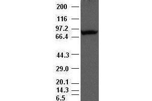 Western Blotting (WB) image for anti-Periostin (POSTN) (AA 1-230) antibody (ABIN1490615) (Periostin 抗体  (AA 1-230))