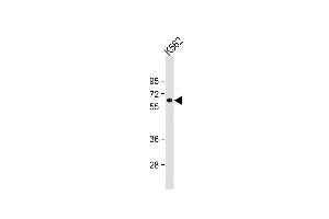 Anti-RARS2 Antibody (C-term) at 1:1000 dilution + K562 whole cell lysate Lysates/proteins at 20 μg per lane. (RARS2 抗体  (C-Term))