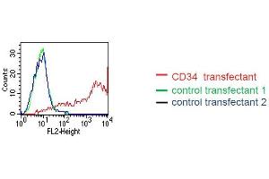 FACS analysis of BOSC23 cells using EQ-8D11-C1. (CD34 抗体  (Extracellular Domain))