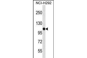 PBXIP1 Antibody (C-term) (ABIN1537374 and ABIN2848529) western blot analysis in NCI- cell line lysates (35 μg/lane). (PBXIP1 抗体  (C-Term))